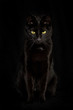 Black cat with a black background, sitting and staring below with big yellow eyes