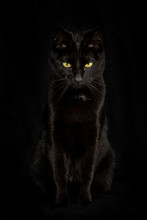 Black Cat With A Black Background, Sitting And Staring Below With Big Yellow Eyes