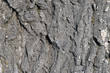 Old poplar bark texture with fragments of lichen 
