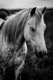 Fototapeta  - Pferd schwarz weiss