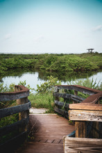 Florida Marshland
