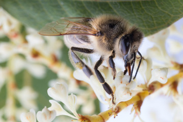 Macro of honey bee collects pollen on a white flower