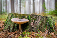 Poisonous Mushroom Growing In The Forest. Inedible Mushrooms Growing In Central Europe.