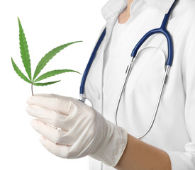 Wall Mural - Doctor holding leaf of medical hemp on white background, closeup