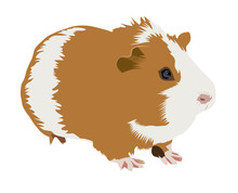 Guinea Pig Realistic Vector Illustration Isolated