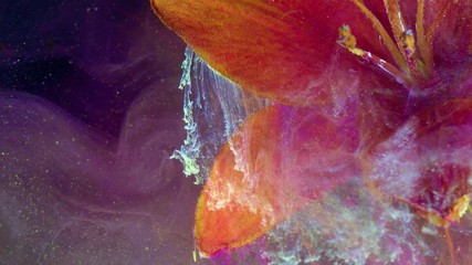 Canvas Print - Close up of lily flower. Acrylic colors and ink in water.