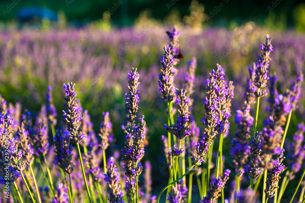 Lavender fields near the French Provence - obrazy, fototapety, plakaty 