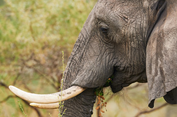 Poster - Portrait of an african elephant (Loxodonta africana)