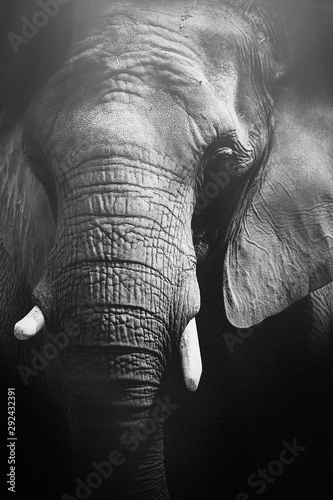 Dekoracja na wymiar  portret-slonia-z-glowa