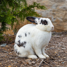 Side Profile Closeup Shot Of A Black And White Wild Rabbit Sitting In A Clearing With Trees And Rocks In The Background.