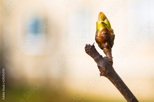 Cuadros en Lienzo turgid swollen bud on a branch, closeup, copy space, early spring concept
