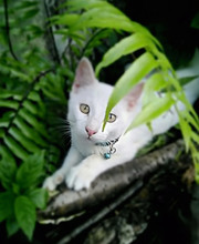 Angelic Snow White Kitty Cat With Piercingly Beautiful Golden Green Eyes Relaxing On Branches Among The Ferns In Louisiana 