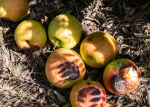 Rotten Apples Free Stock Photo Public Domain Pictures rotten-apples-free-stock-photo-public-domain-pictures