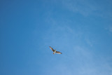 Fototapeta Na sufit - gaivota céu azul
