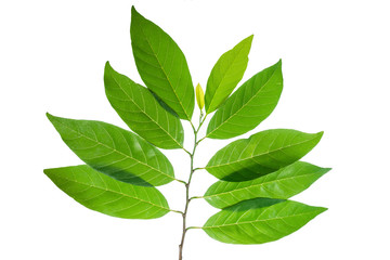 Leaf of Custard apple or Sugar Apple isolated on white background.