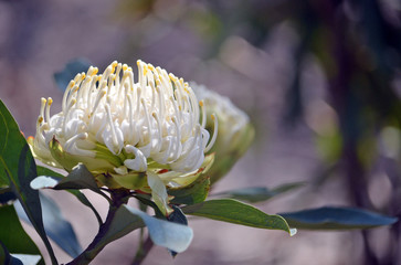 Wall Mural - Australian native white Waratah, Telopea speciosissima, family Proteaceae. Known as the Wirrimbirra White. Endemic to New South Wales. Naturally occurring white colour form of the common red variety