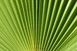 © leopictures - Close-up and background of green leaf of a fan palm with folds in the summer in Italy