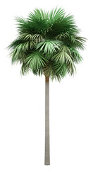 Wall Mural - sabal palm tree isolated on white background