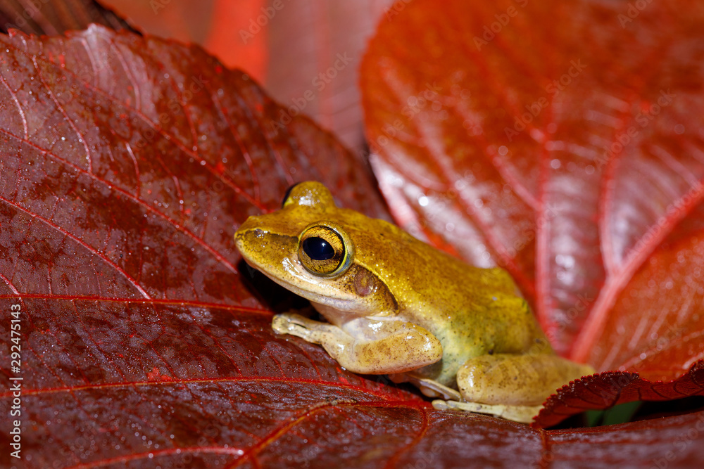small tree frog Boophis rhodoscelis, species of frog in the Mantellidae ...