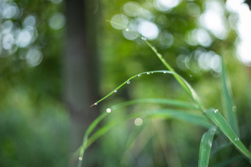 dew on green grass