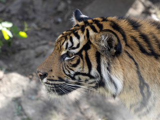 Wall Mural - animal,beast,beautiful,big,black,carnivore,cat,dangerous,endangered,face,feline,fur,head,hunter,jungle,mammal,nature,orange,panthera,portrait,predator,sumatra,sumatrae,sumatran,tiger,tigris,wild,wildc