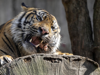 Wall Mural - animal,beast,beautiful,big,black,carnivore,cat,dangerous,endangered,face,feline,fur,head,hunter,jungle,mammal,nature,orange,panthera,portrait,predator,sumatra,sumatrae,sumatran,tiger,tigris,wild,wildc