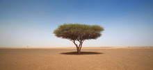 The Only Tree Is A Warm Desert