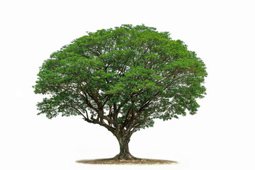 tree isolated on white background .tropical tree
