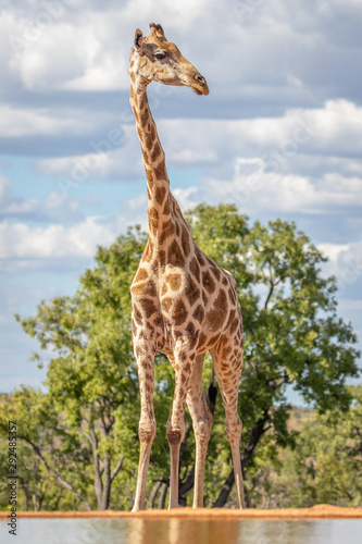 Obraz żyrafa  portret-zyrafy-giraffa-camelopardalis-przy-wodopoju-welgevonden-game-reserve-poludnie