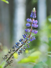 Poster - lupine in the summer. forest