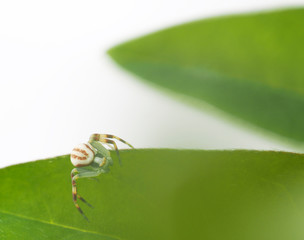 Wall Mural - spider and green leaf on a white background