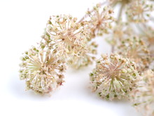 Wild Carrot Flowers On White Background