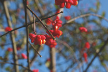 Spindle Berries On The Tree
