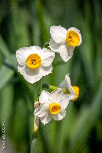 水仙の花 初春イメージ Buy This Stock Photo And Explore Similar Images At Adobe Stock Adobe Stock