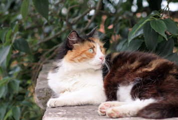  Portrait of cute domestic multicolored cat enjoying and resting on stone wall compound of garden on nice sunny day and beautiful nature environment with green vegetation. Happy cat and life of pet.