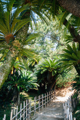 Tropical palm trees road