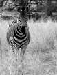 Zebra in South Afrika