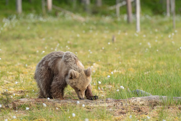 Wall Mural - young brown bear (ursus arctos) is looking for something from the fallen tree trunk