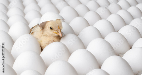 Cuadros en Lienzo white eggs and one egg hatches chicken
