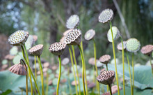 Lotus Seed Pods In The Garden With Green Leave Background 