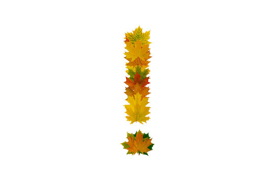 Exclamation mark from autumn maple leaves isolated on white background. Alphabet from green, yellow and orange leaves