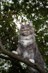 Wall Mural - young curious blue tabby white maine coon cat standing on branch of a tree outdoors observing the forest looking ahead