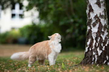 Wall Mural - cream tabby ginger maine coon cat standing next to a birch tree looking up outdoors in the back yard