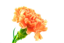 Blooming Orange Carnation On White Background