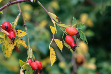 image of rose hips on a green background