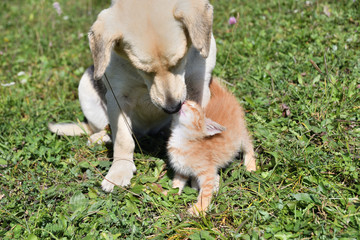 Wall Mural - A little pussy kisses a big dog like her mother