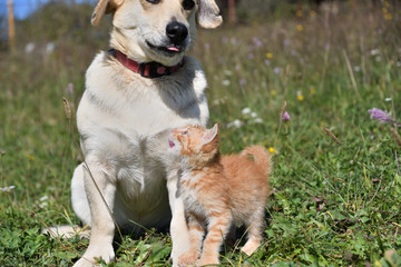 Wall Mural - The dog took on the role of the mother of a small pussy