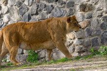 Lioness Walking On A Summer Day