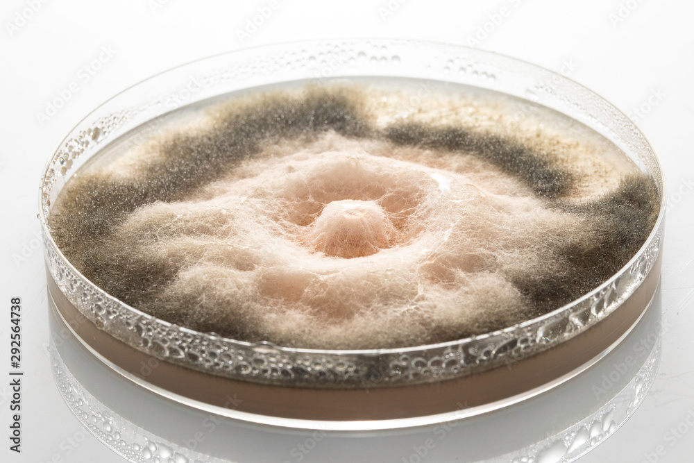 Botrytis cinerea in agar plate with brown areas due to the presence of ...