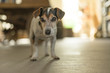 Cute little Jack Russell Terrier 13 years old is standing on tiles against blurred background